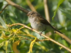 Phylloscopus collybita