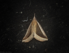Hypena conscitalis