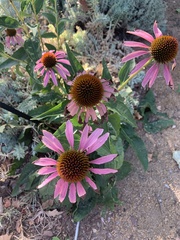 Echinacea purpurea