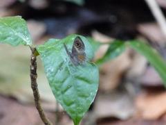 Perophthalma tullius