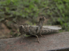 Abisares viridipennis