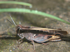 Acorypha mossambica