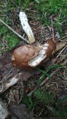 Leccinum scabrum