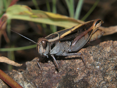 Acorypha mossambica