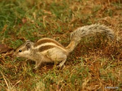 Funambulus pennantii