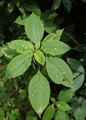 Impatiens parviflora