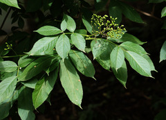 Sambucus nigra