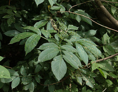 Sambucus nigra