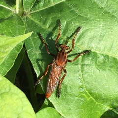 Diogmites basalis