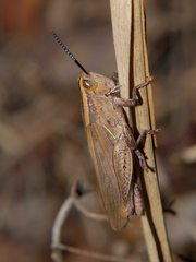 Cardenius bivittatus