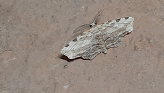 Achrosis intexta