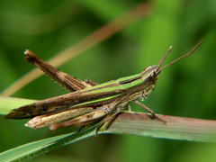 Cohembia acuta