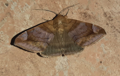 Erebinae