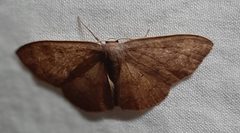 Lepidoptera