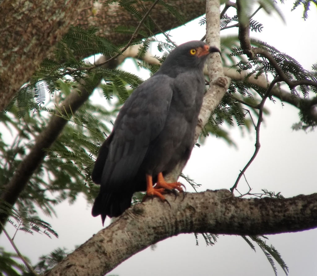 Slender-Billed Kite
