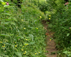 Lapsana communis intermedia