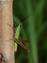 Orthochtha dasycnemis