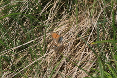 Coenonympha gardetta