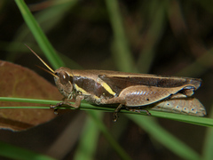 Phaeocatantops solitarius