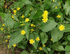 Lapsana communis intermedia