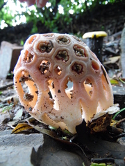 Clathrus transvaalensis