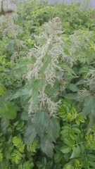 Urtica dioica