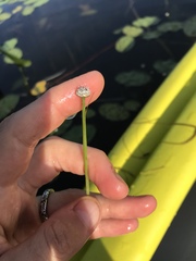 Eriocaulon aquaticum