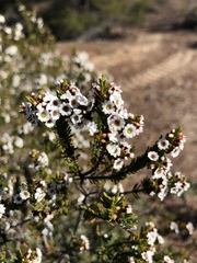 Thryptomene ericaea
