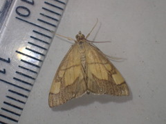Evergestis limbata