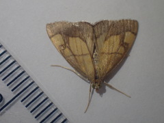 Evergestis limbata