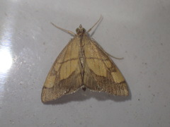 Evergestis limbata