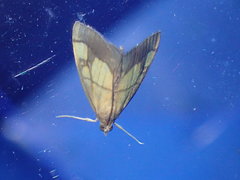 Evergestis limbata