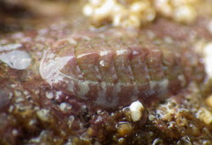 Boreochiton ruber