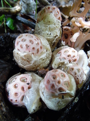 Clathrus transvaalensis