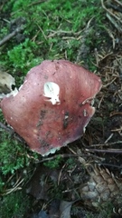 Russula xerampelina