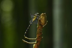 Sieboldius alexanderi