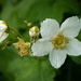 Thimbleberry - Photo (c) CAJC: in the PNW, some rights reserved (CC BY-SA)