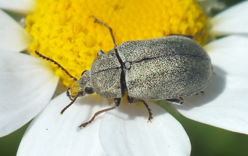 Mycterus