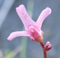 Utricularia tenella
