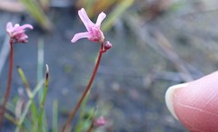 Utricularia tenella