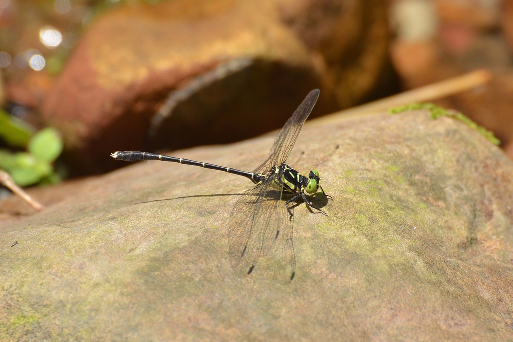 Stylogomphus tantulus