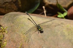 Stylogomphus tantulus