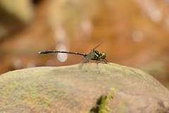 Stylogomphus tantulus