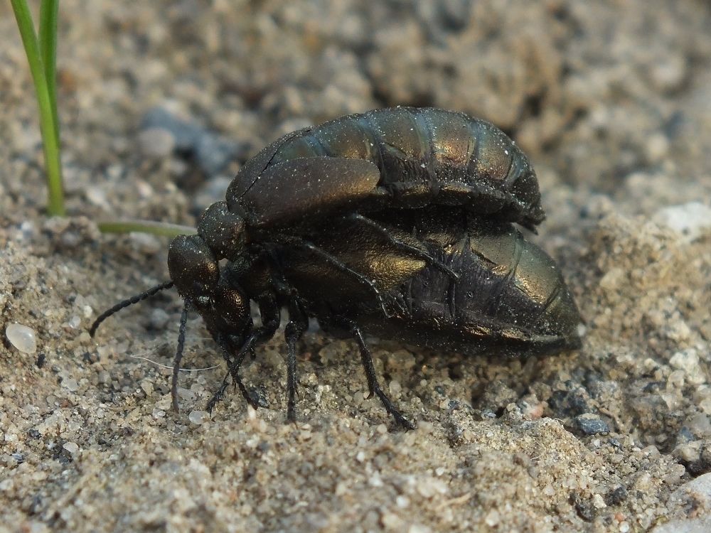 Meloe aeneus
