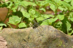 Stylogomphus tantulus