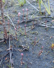 Utricularia tenella