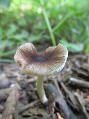 Pluteus phlebophorus