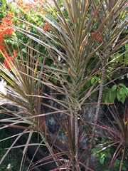 Dracaena reflexa angustifolia