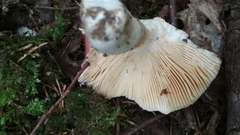 Russula xerampelina