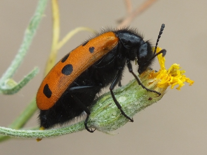 Mylabris fabricii